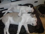 honden foto van cees