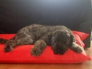 honden foto van wilmabijl