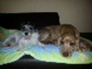 honden foto van nathalie