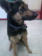 honden foto van Baileys