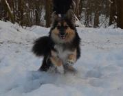 honden foto van Maaike