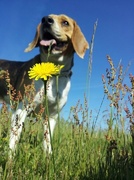 honden foto van Miss Diva