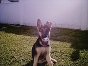 honden foto van Carmen