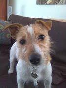 honden foto honden foto van Audrey