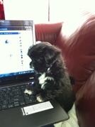 honden foto honden foto van daisy62