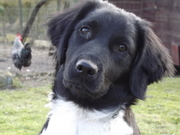 honden foto honden foto van Davy