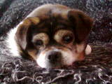 honden foto van Trudy