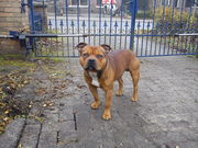 honden foto van Emily