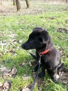 honden foto van rebekka