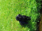 honden foto van Jet en de 4 boefjes