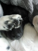 honden foto honden foto van Eva en Joep