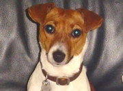 honden foto van Sara