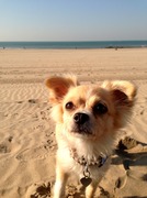 honden foto van Renee