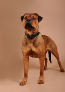 honden foto van danger