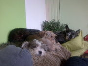 honden foto van nina