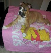 honden foto van Amstaff Gino