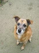 honden foto honden foto van Janet