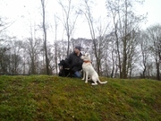 honden foto van Robin Snackers