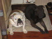 honden foto honden foto van johan berghuis