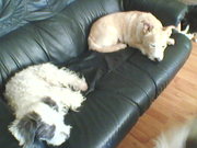 honden foto van jolanda de kraker , caiya en rockey