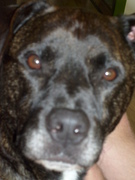 honden foto van Rianne