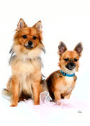 honden foto van stefanie