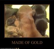 honden foto van v.'t Hazelwoud