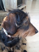 honden foto van Sandra spies
