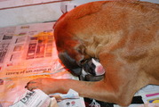 honden foto van sandra
