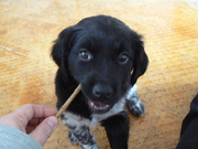 honden foto honden foto van Aafke