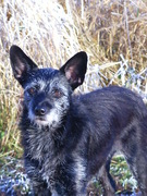 honden foto van petra