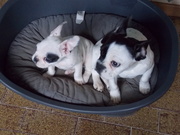 honden foto van nathalie