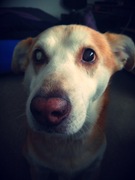 honden foto van nathalie