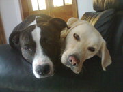 honden foto van Sebastian en Stefanie