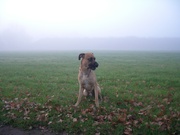 honden foto honden foto van Hondenspeeltuin Midden-Drenthe
