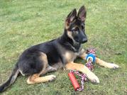 honden foto van ennas