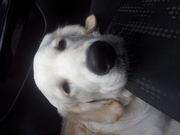 honden foto van Chewie