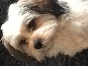 honden foto van Familie van Eijk