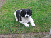 honden foto van jet en robbie