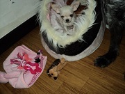 honden foto honden foto van lilly