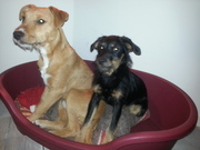 honden foto van Helma