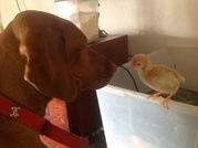 honden foto van Lynn