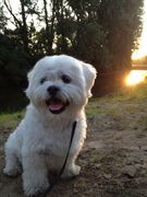 honden foto van mido