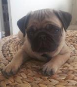 honden foto van Lilah