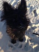 honden foto honden foto van cairn3