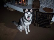 honden foto van Damiën Ocean