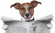 honden foto van d.a.roorda