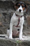honden foto van Anouk