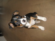 honden foto van linda