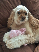 honden foto van Keke